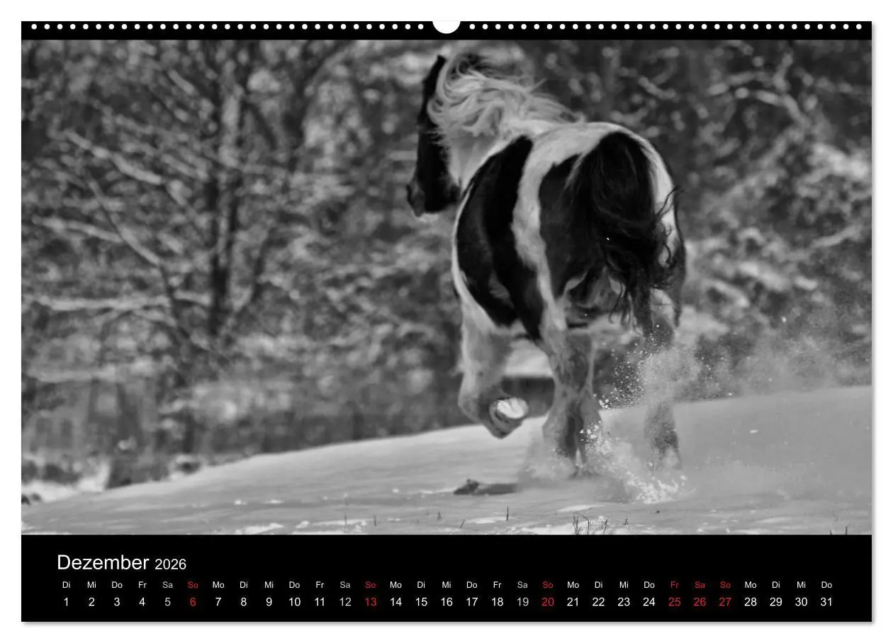 Bild: 9783516168969 | Pferde 2026 Wild Thing (Wandkalender 2026 DIN A2 quer), CALVENDO...