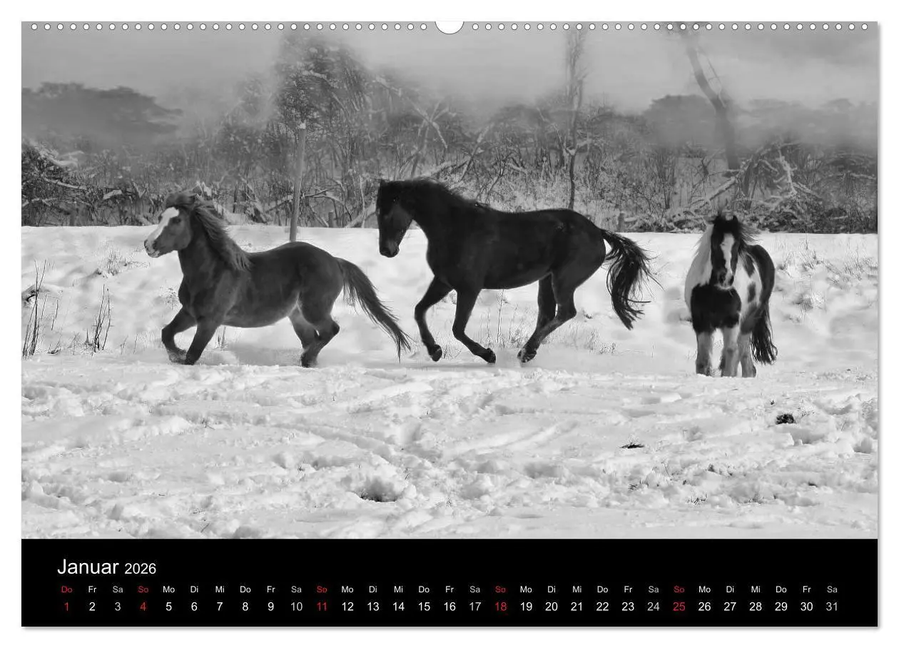 Bild: 9783516168969 | Pferde 2026 Wild Thing (Wandkalender 2026 DIN A2 quer), CALVENDO...