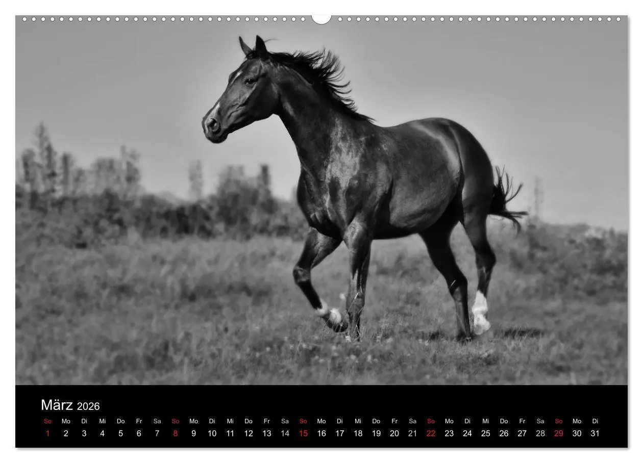 Bild: 9783516168969 | Pferde 2026 Wild Thing (Wandkalender 2026 DIN A2 quer), CALVENDO...