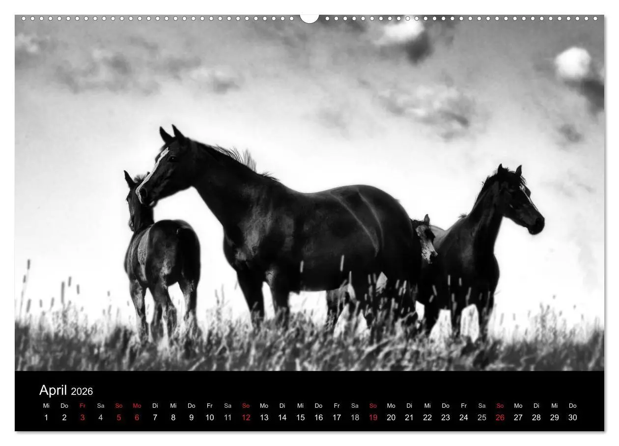 Bild: 9783516168969 | Pferde 2026 Wild Thing (Wandkalender 2026 DIN A2 quer), CALVENDO...