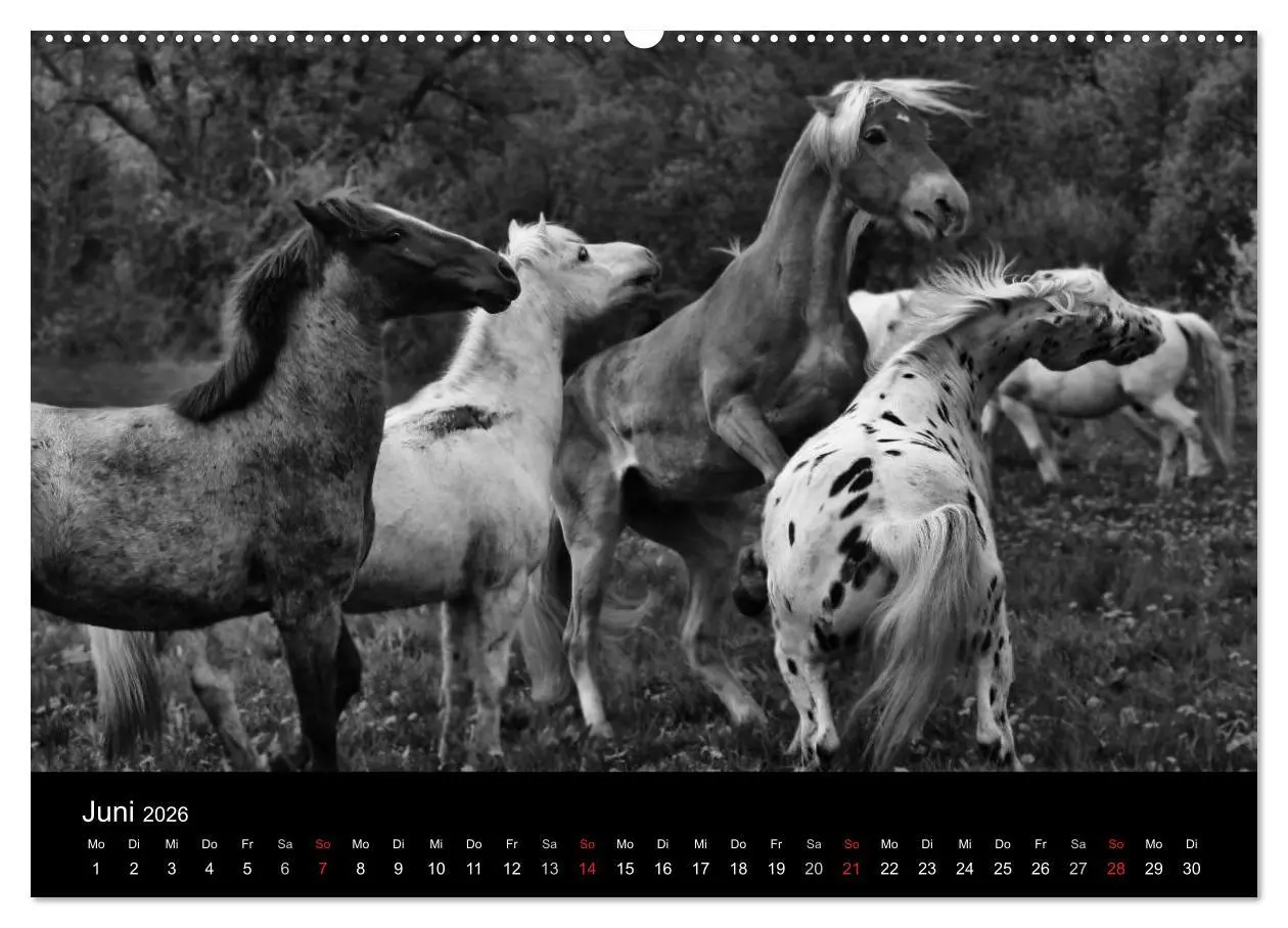 Bild: 9783516168969 | Pferde 2026 Wild Thing (Wandkalender 2026 DIN A2 quer), CALVENDO...