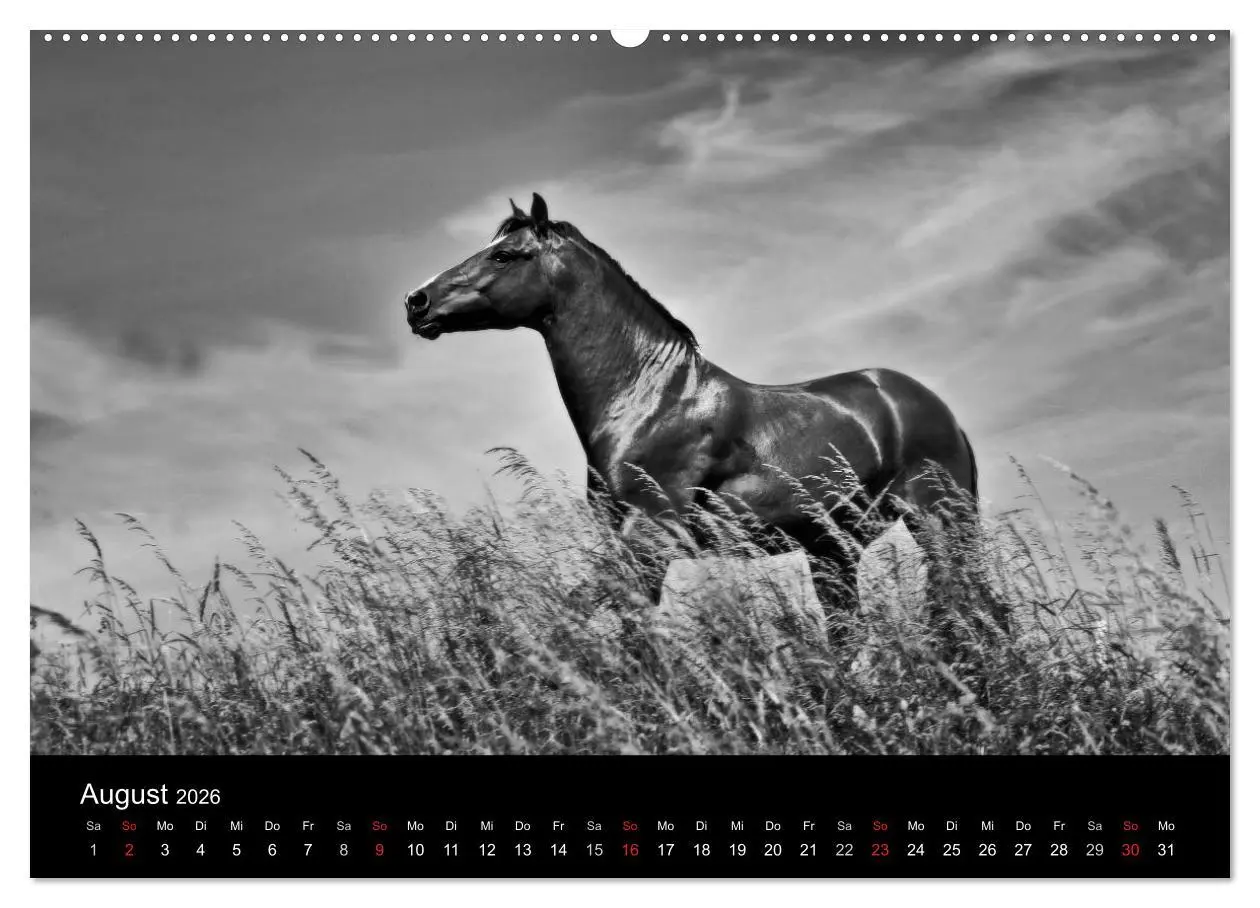 Bild: 9783516168969 | Pferde 2026 Wild Thing (Wandkalender 2026 DIN A2 quer), CALVENDO...