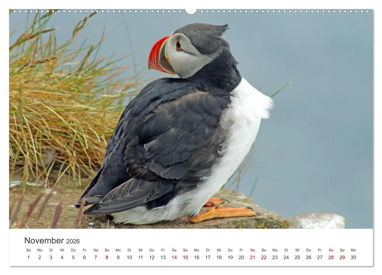 Bild: 9783457589069 | Papageitaucher - Clowns der nordischen Vogelwelt (Wandkalender 2026...