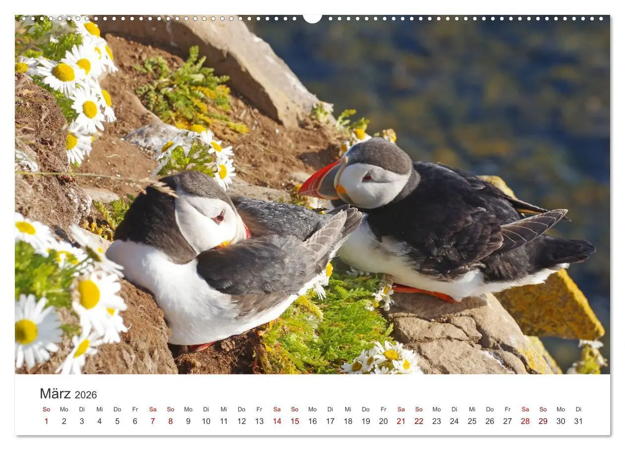 Bild: 9783457589069 | Papageitaucher - Clowns der nordischen Vogelwelt (Wandkalender 2026...
