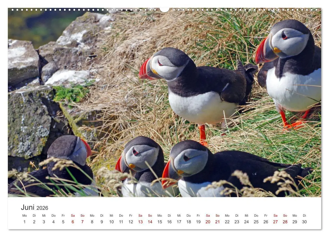 Bild: 9783457589069 | Papageitaucher - Clowns der nordischen Vogelwelt (Wandkalender 2026...