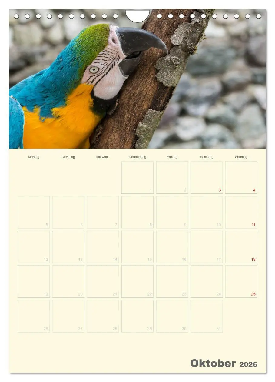 Bild: 9783516439069 | Kunterbunter Papageien-Planer (Wandkalender 2026 DIN A4 hoch),...