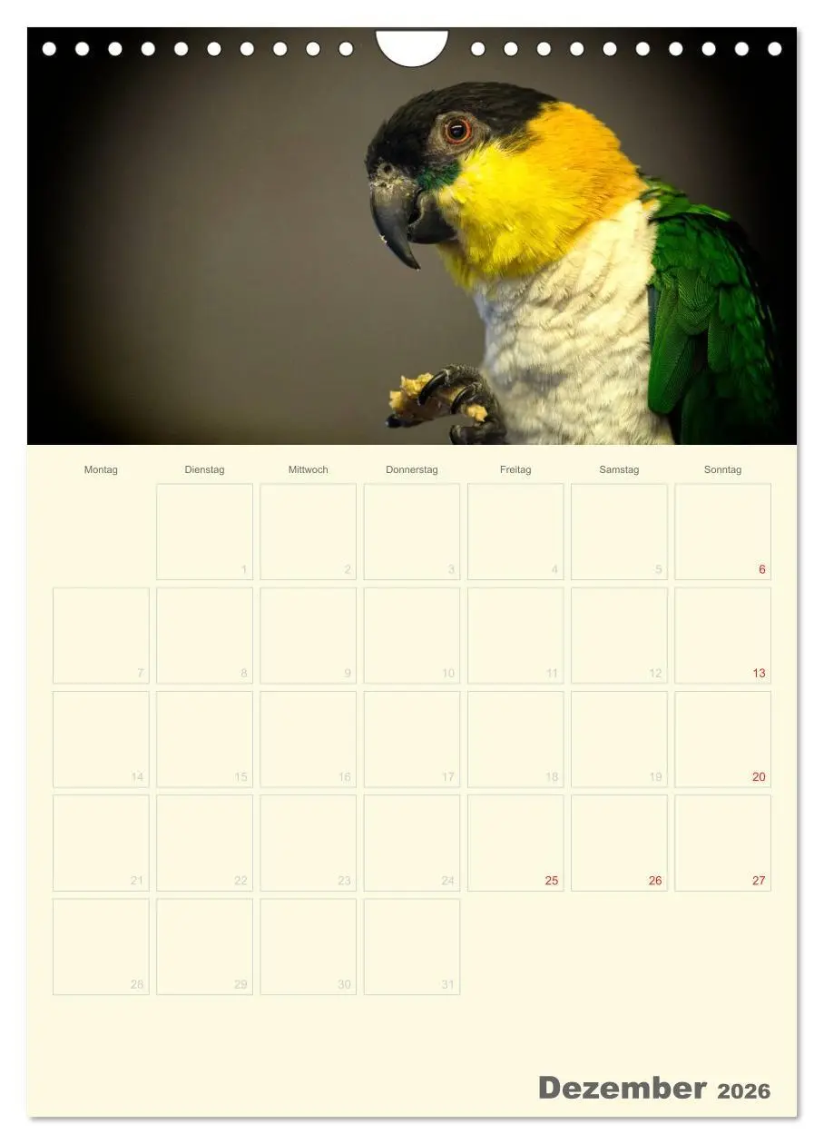 Bild: 9783516439069 | Kunterbunter Papageien-Planer (Wandkalender 2026 DIN A4 hoch),...
