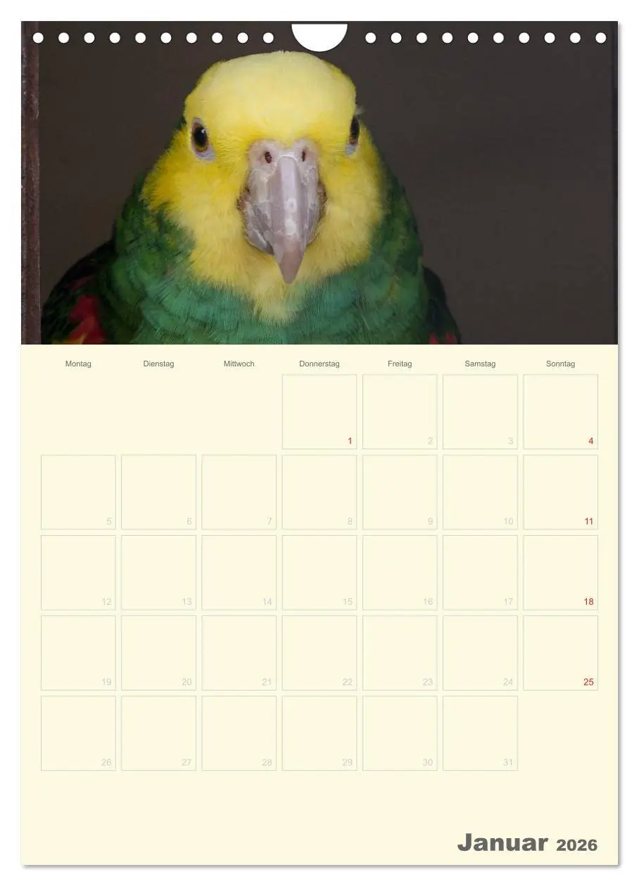 Bild: 9783516439069 | Kunterbunter Papageien-Planer (Wandkalender 2026 DIN A4 hoch),...