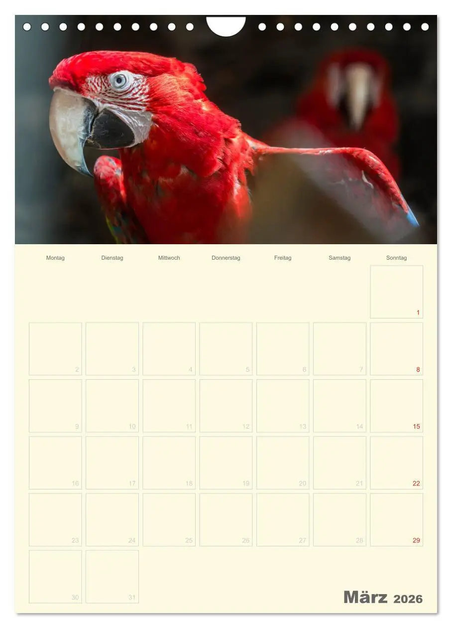 Bild: 9783516439069 | Kunterbunter Papageien-Planer (Wandkalender 2026 DIN A4 hoch),...