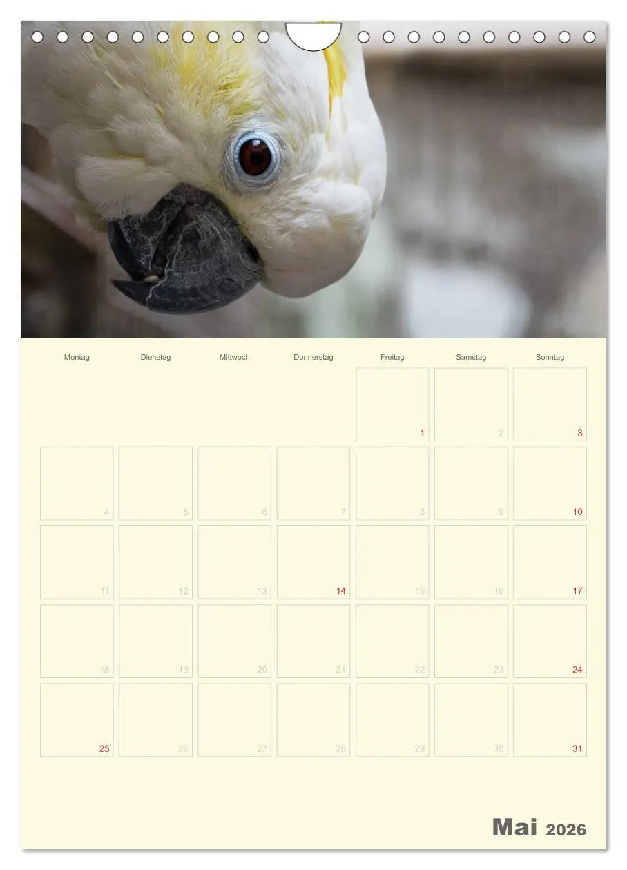 Bild: 9783516439069 | Kunterbunter Papageien-Planer (Wandkalender 2026 DIN A4 hoch),...
