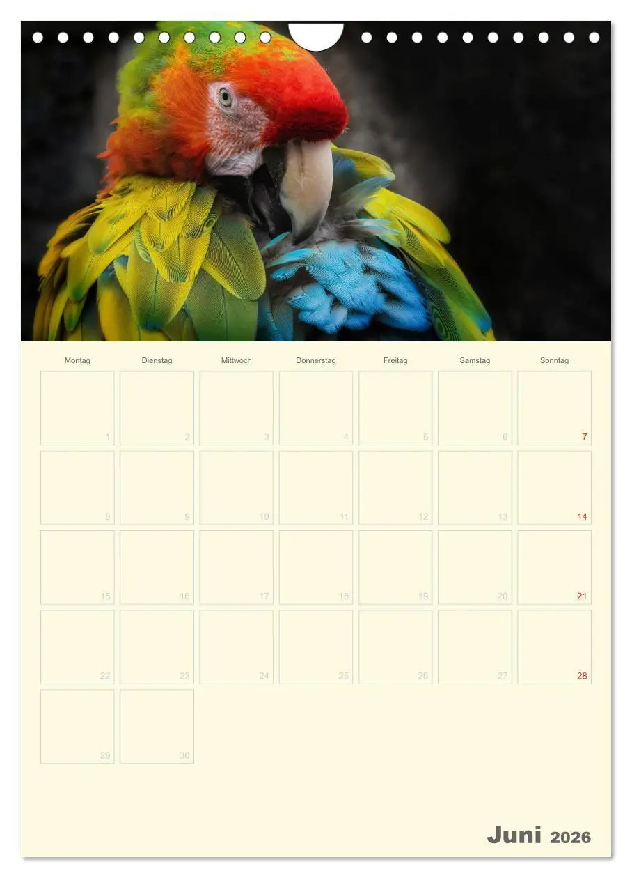 Bild: 9783516439069 | Kunterbunter Papageien-Planer (Wandkalender 2026 DIN A4 hoch),...