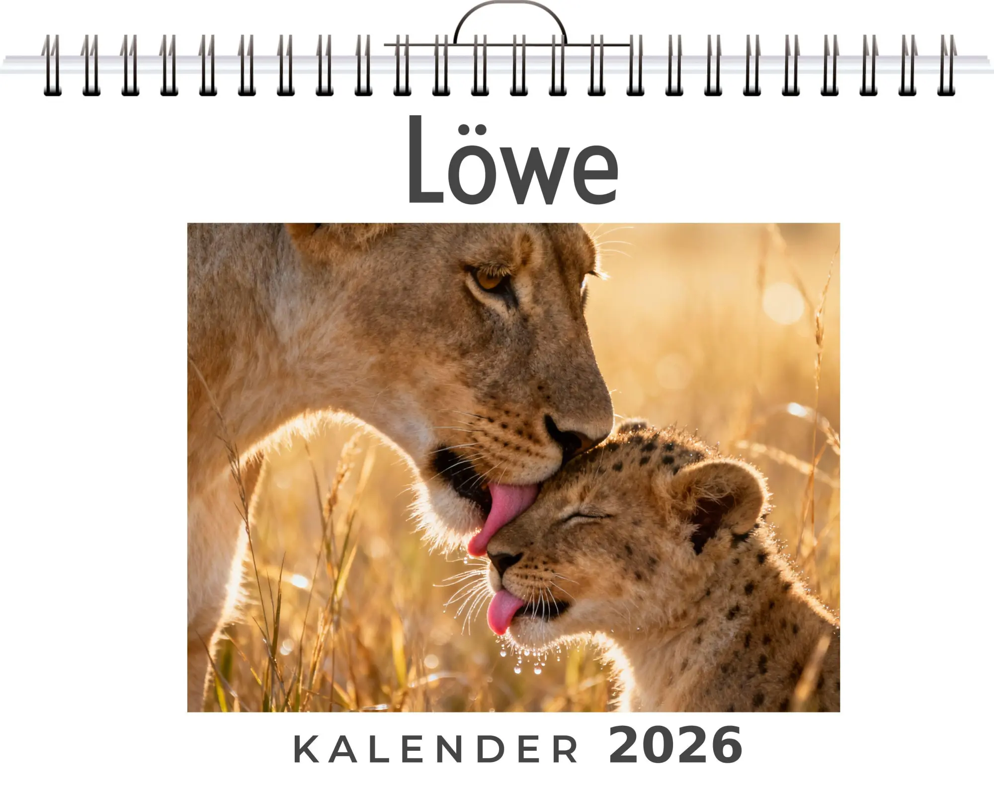 Cover: 9783695329069 | Löwe | Alice Herrmann | Kalender | Deutsch | 2026 | FlipFlop