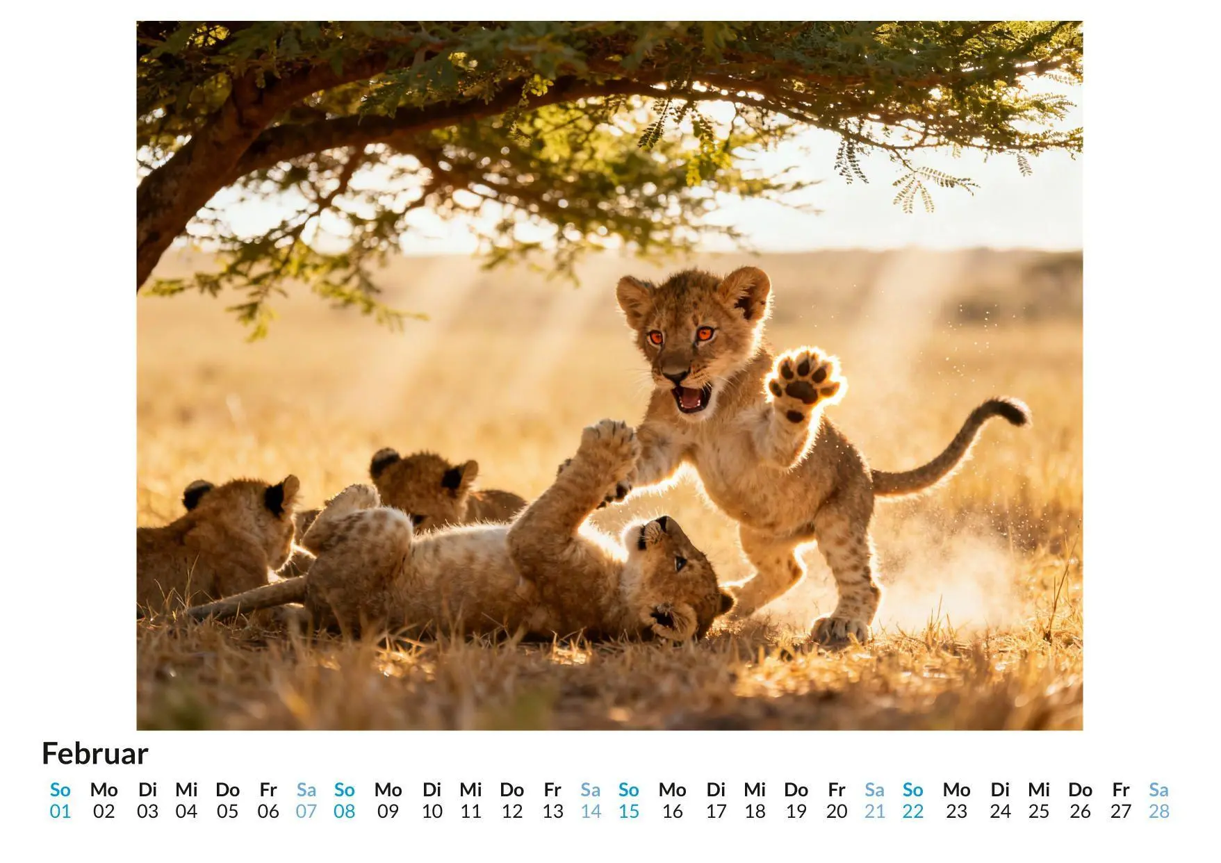 Bild: 9783695329069 | Löwe | Alice Herrmann | Kalender | Deutsch | 2026 | FlipFlop