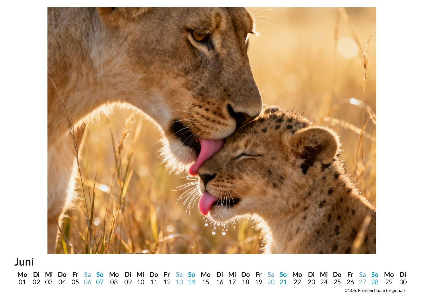 Bild: 9783695329069 | Löwe | Alice Herrmann | Kalender | Deutsch | 2026 | FlipFlop