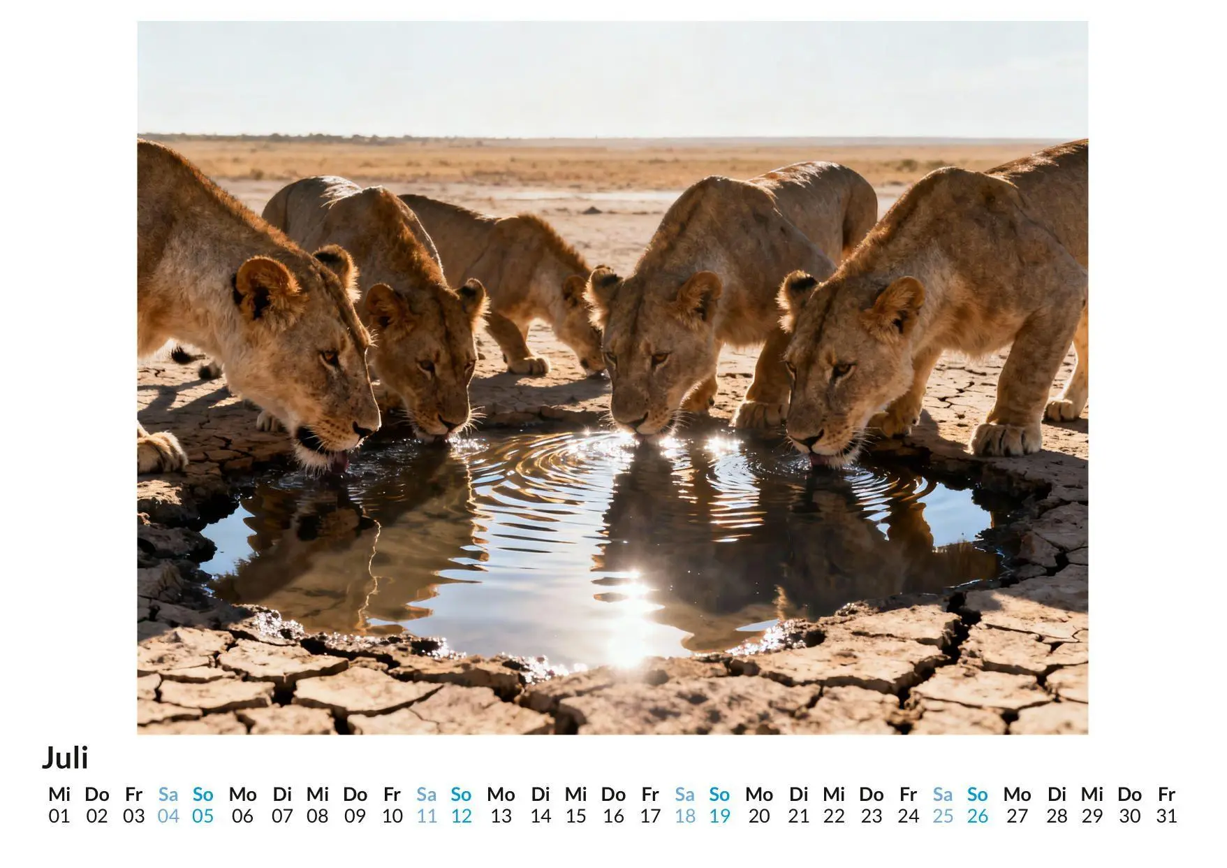 Bild: 9783695329069 | Löwe | Alice Herrmann | Kalender | Deutsch | 2026 | FlipFlop