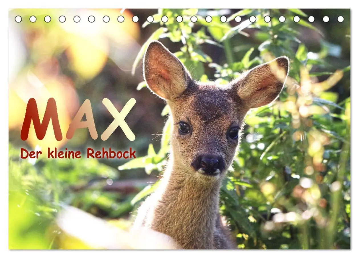 Cover: 9783457649169 | Max, der kleine Rehbock (Tischkalender 2026 DIN A5 quer), CALVENDO...