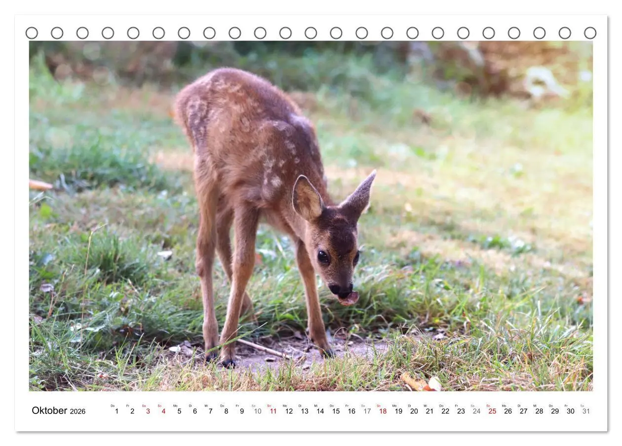 Bild: 9783457649169 | Max, der kleine Rehbock (Tischkalender 2026 DIN A5 quer), CALVENDO...