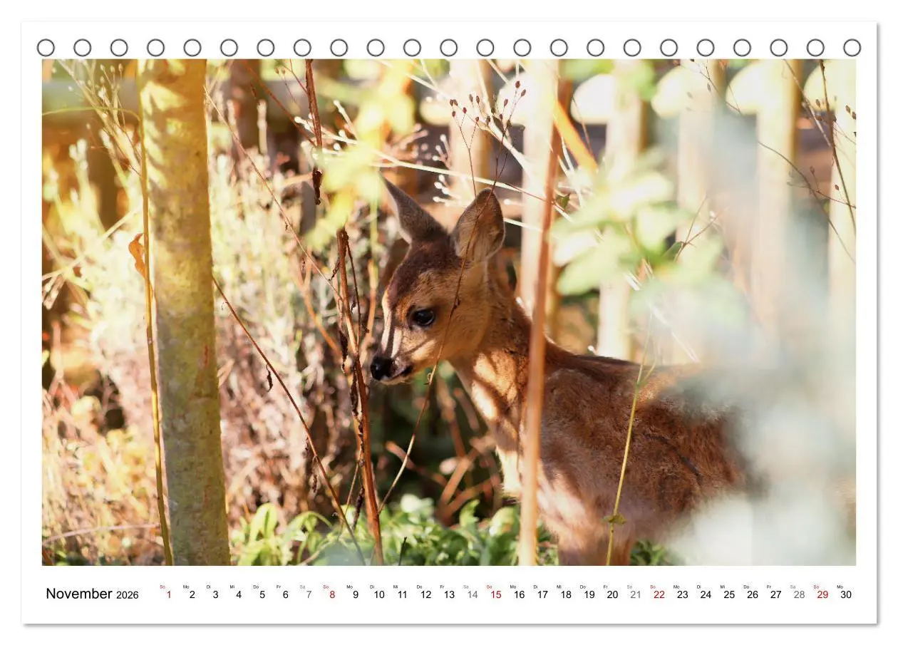 Bild: 9783457649169 | Max, der kleine Rehbock (Tischkalender 2026 DIN A5 quer), CALVENDO...