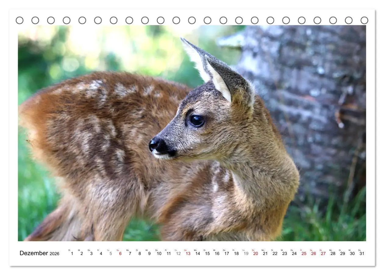 Bild: 9783457649169 | Max, der kleine Rehbock (Tischkalender 2026 DIN A5 quer), CALVENDO...