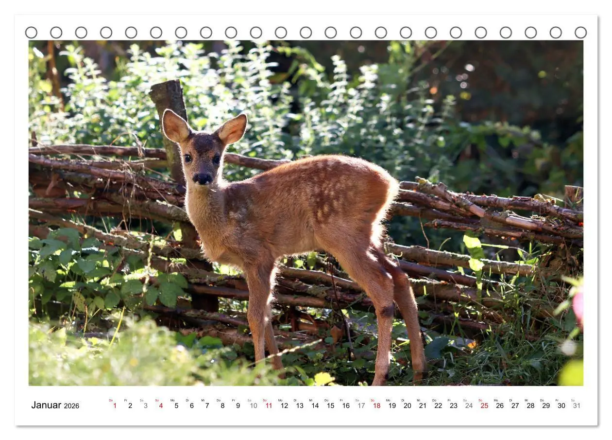 Bild: 9783457649169 | Max, der kleine Rehbock (Tischkalender 2026 DIN A5 quer), CALVENDO...