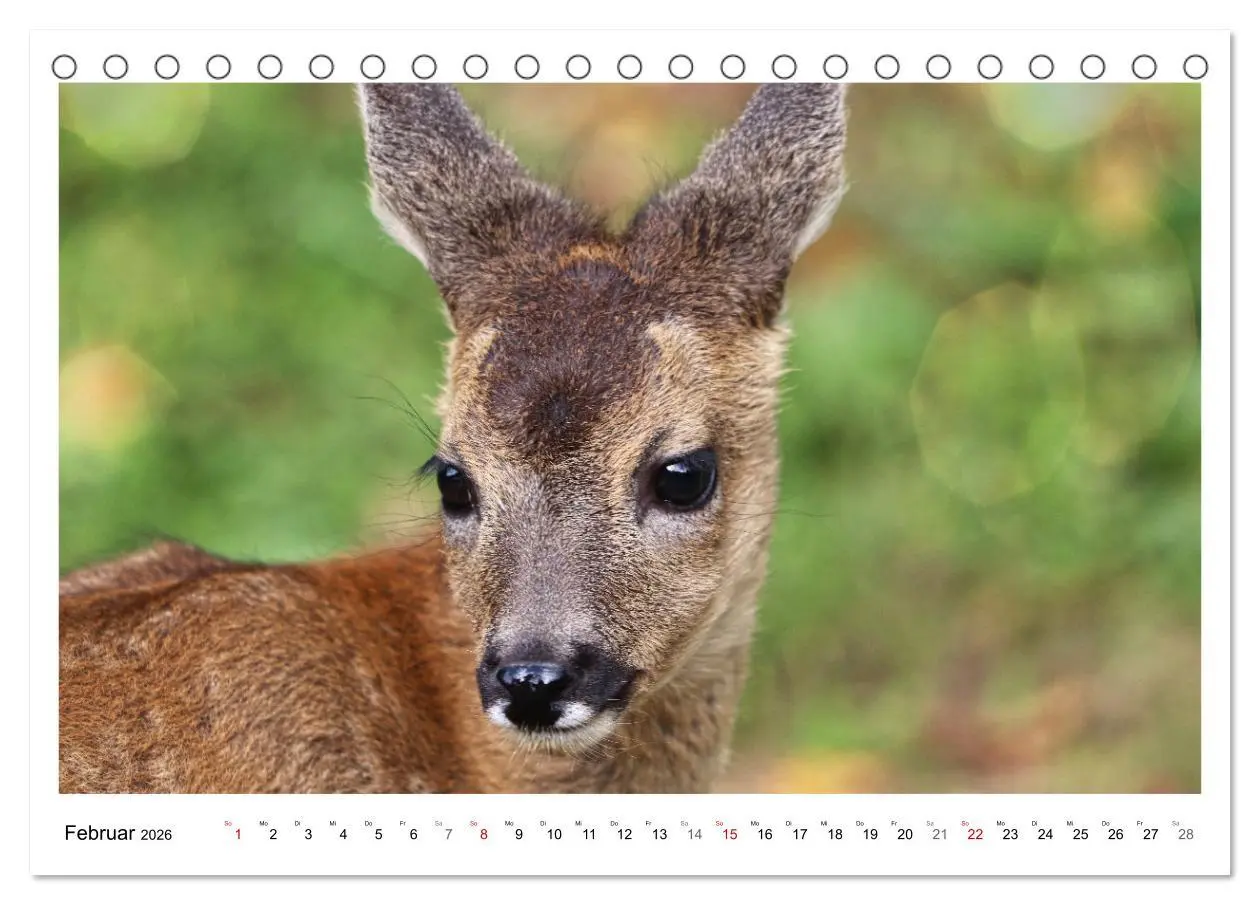 Bild: 9783457649169 | Max, der kleine Rehbock (Tischkalender 2026 DIN A5 quer), CALVENDO...