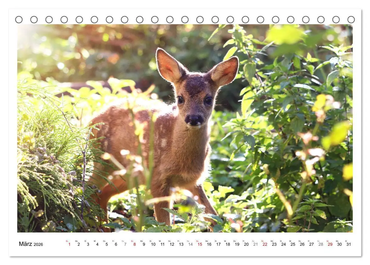 Bild: 9783457649169 | Max, der kleine Rehbock (Tischkalender 2026 DIN A5 quer), CALVENDO...