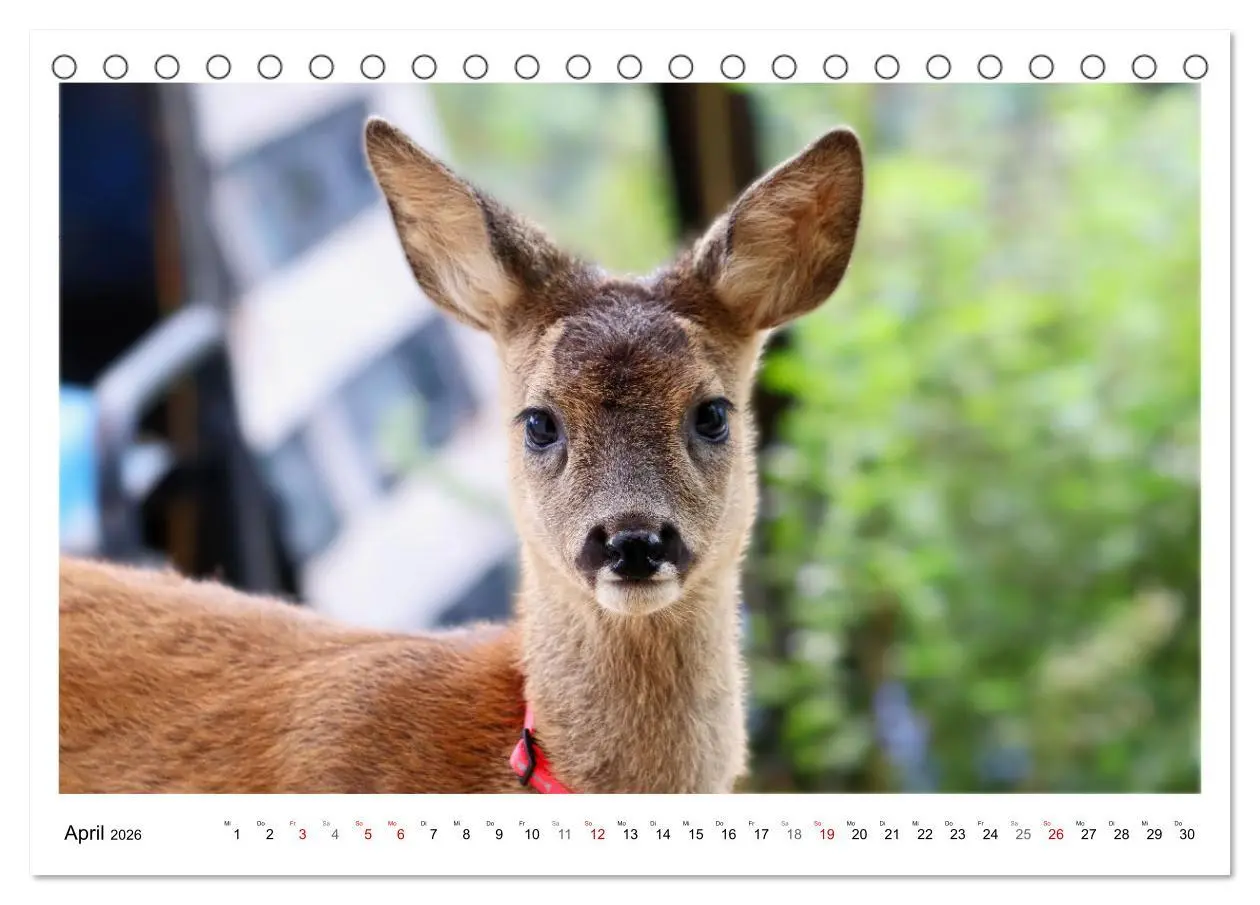 Bild: 9783457649169 | Max, der kleine Rehbock (Tischkalender 2026 DIN A5 quer), CALVENDO...