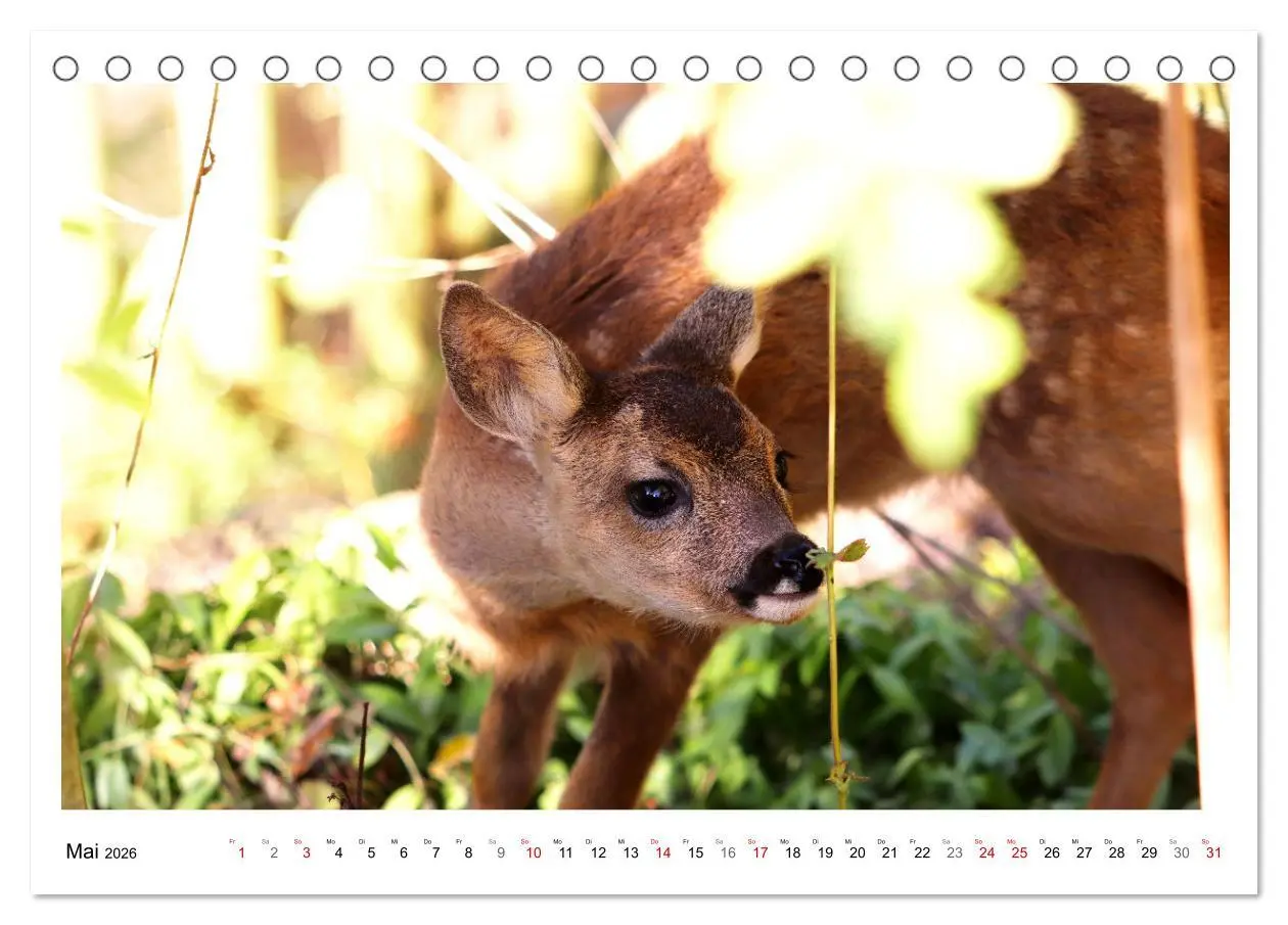 Bild: 9783457649169 | Max, der kleine Rehbock (Tischkalender 2026 DIN A5 quer), CALVENDO...