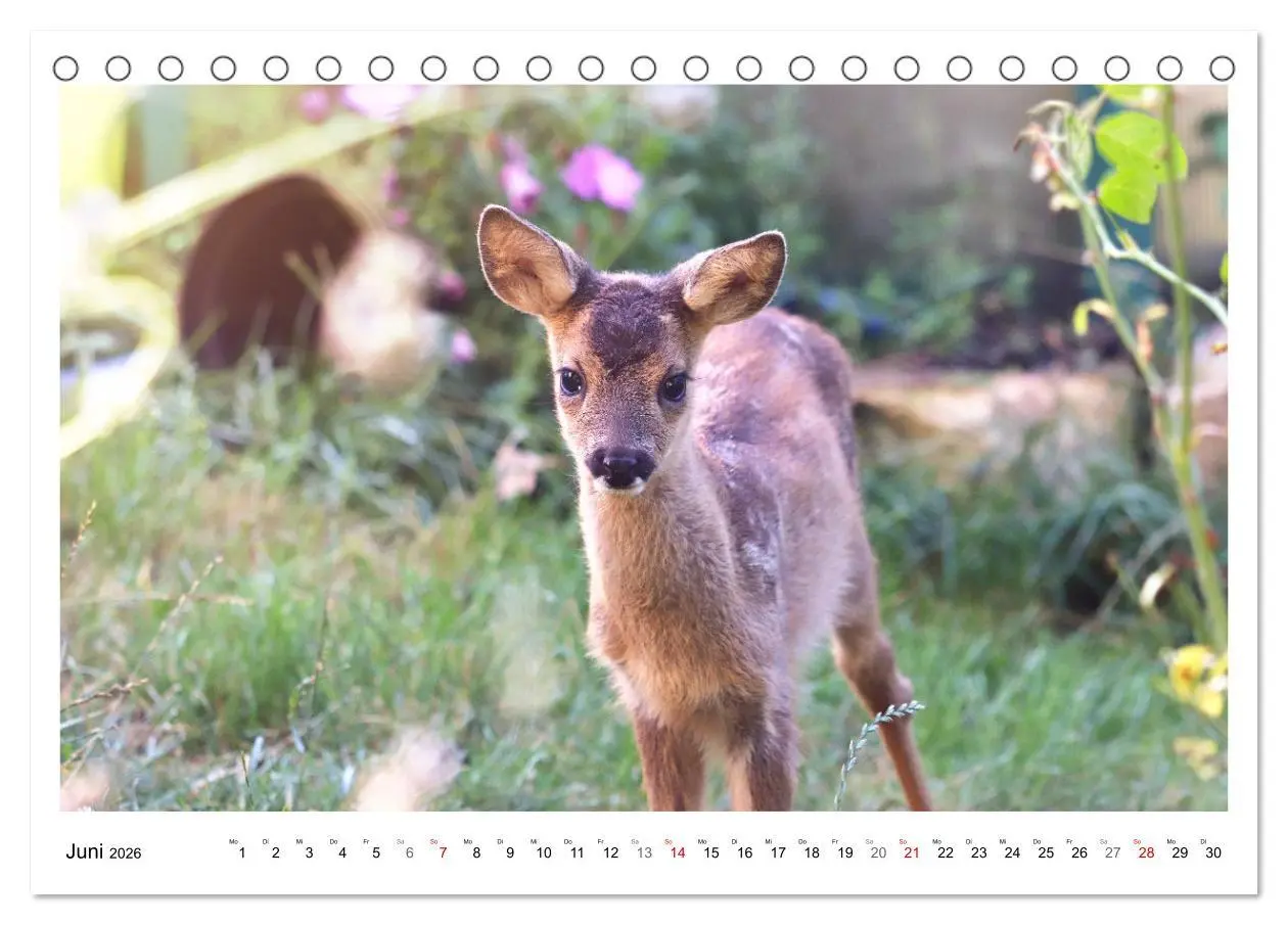 Bild: 9783457649169 | Max, der kleine Rehbock (Tischkalender 2026 DIN A5 quer), CALVENDO...