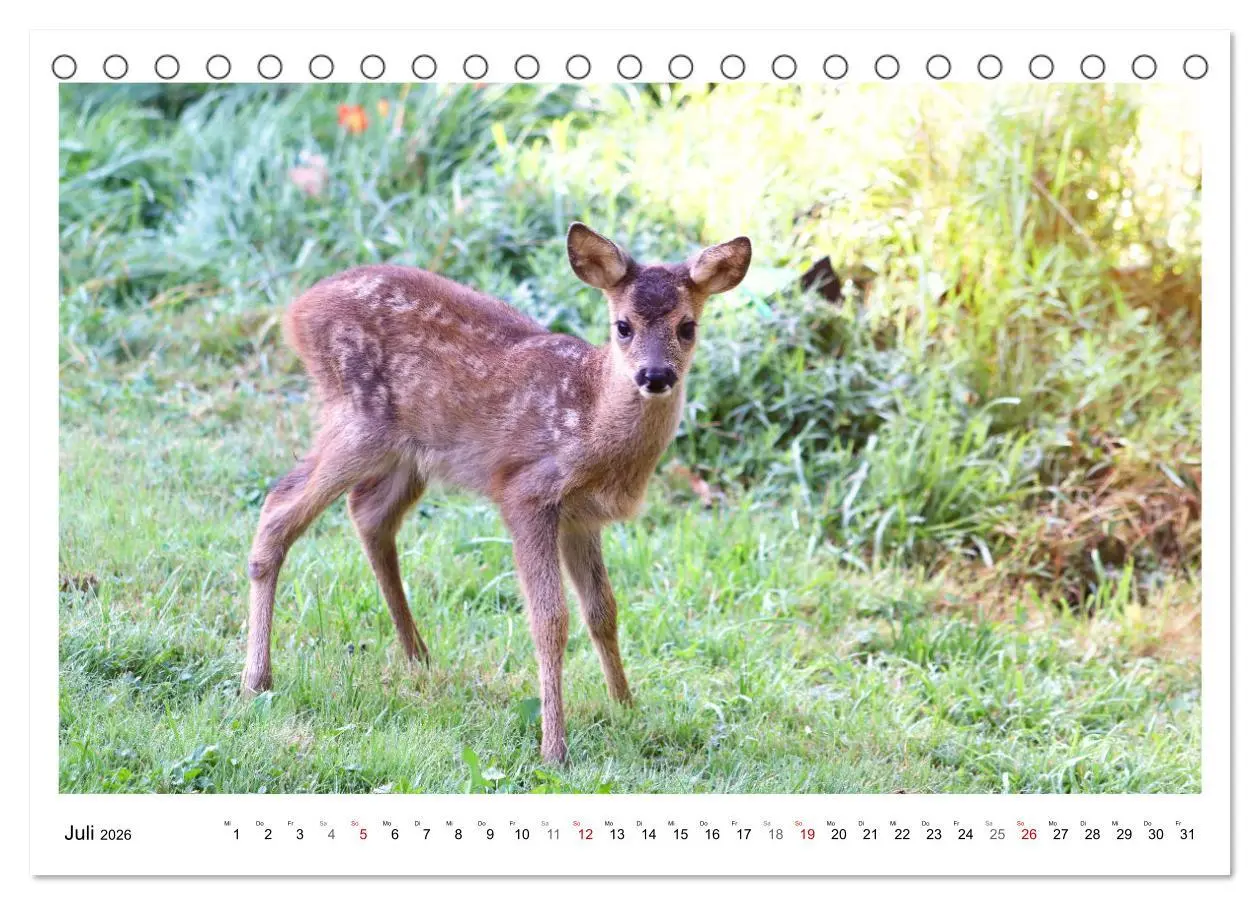 Bild: 9783457649169 | Max, der kleine Rehbock (Tischkalender 2026 DIN A5 quer), CALVENDO...