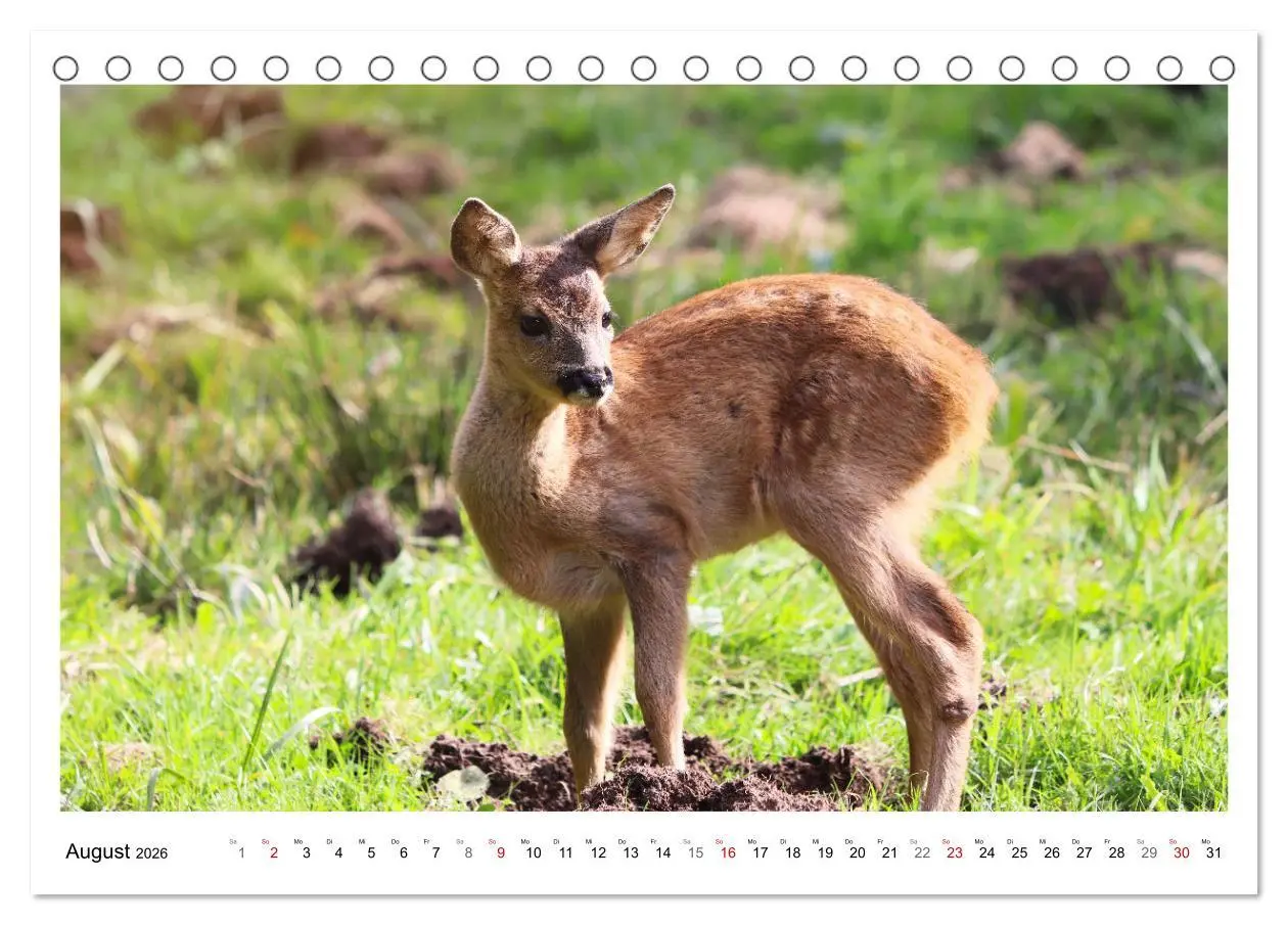 Bild: 9783457649169 | Max, der kleine Rehbock (Tischkalender 2026 DIN A5 quer), CALVENDO...