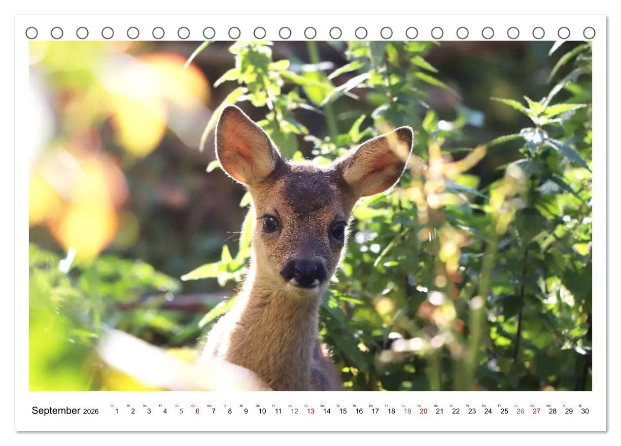 Bild: 9783457649169 | Max, der kleine Rehbock (Tischkalender 2026 DIN A5 quer), CALVENDO...
