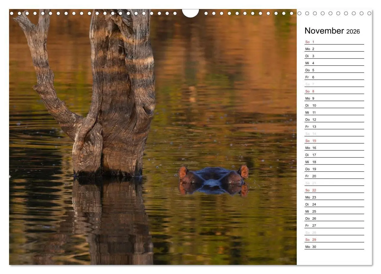 Bild: 9783457949269 | Südafrika - Big 5 und mehr (Wandkalender 2026 DIN A3 quer),...