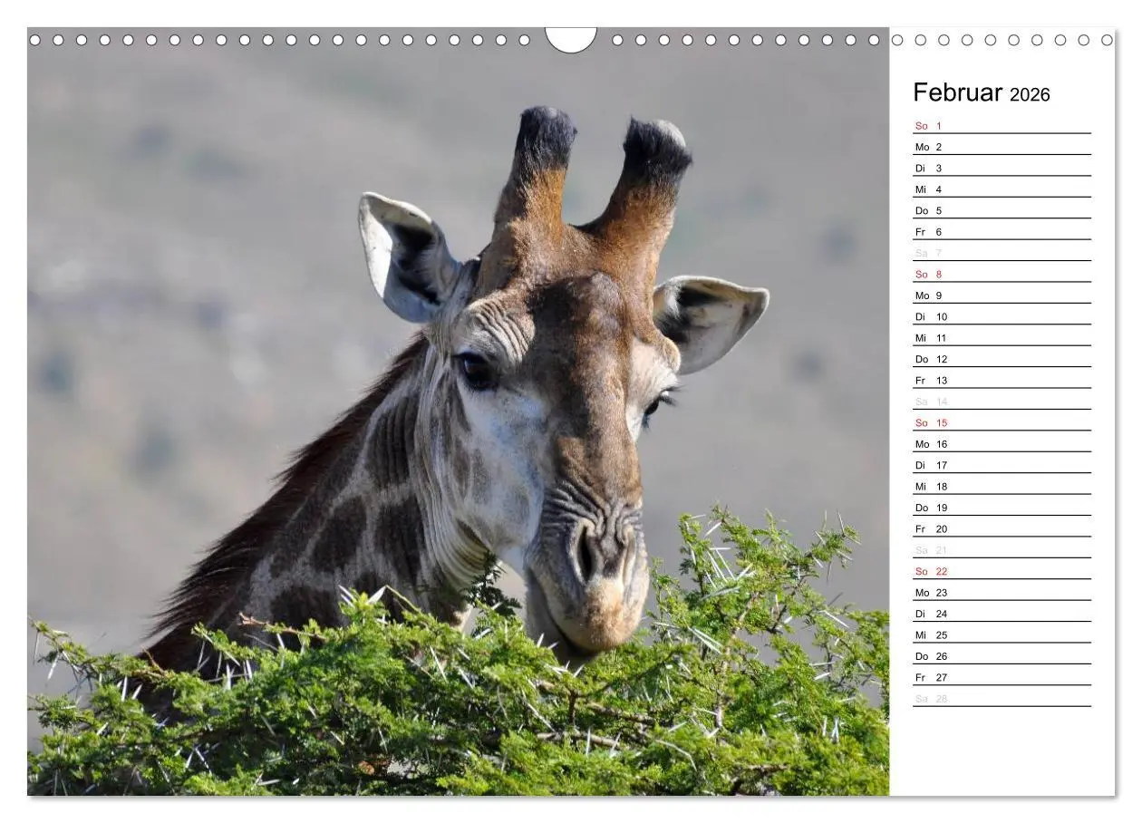 Bild: 9783457949269 | Südafrika - Big 5 und mehr (Wandkalender 2026 DIN A3 quer),...