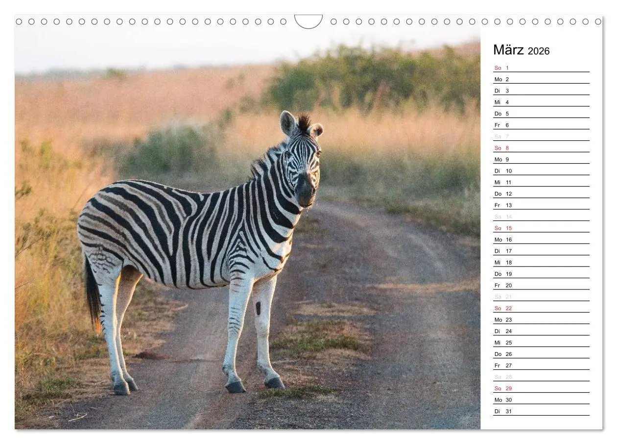 Bild: 9783457949269 | Südafrika - Big 5 und mehr (Wandkalender 2026 DIN A3 quer),...