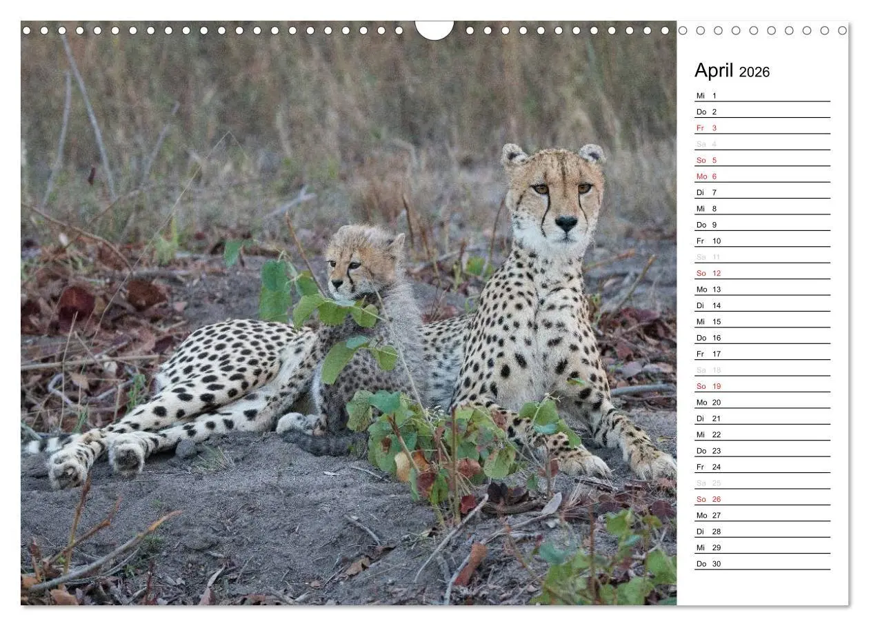 Bild: 9783457949269 | Südafrika - Big 5 und mehr (Wandkalender 2026 DIN A3 quer),...