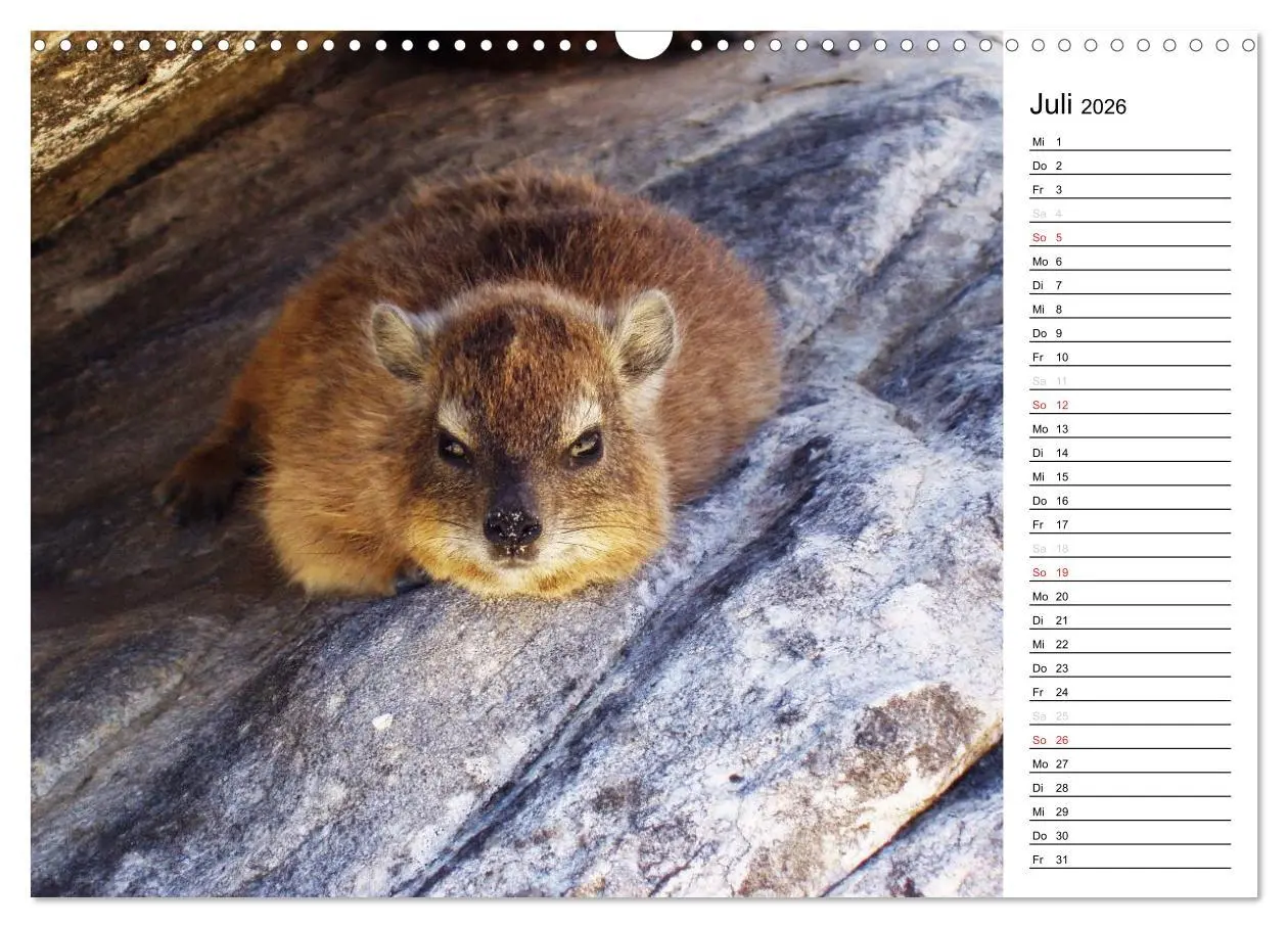 Bild: 9783457949269 | Südafrika - Big 5 und mehr (Wandkalender 2026 DIN A3 quer),...