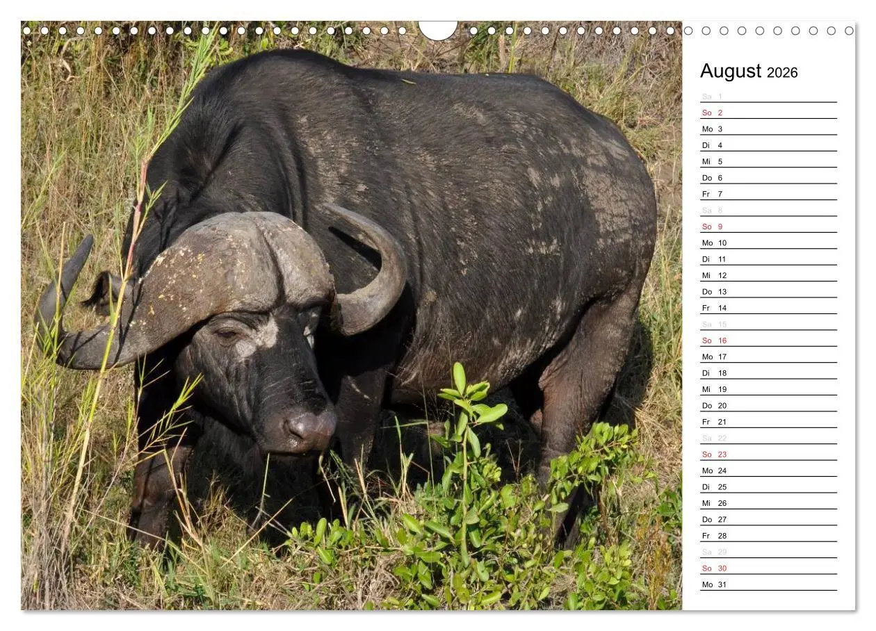 Bild: 9783457949269 | Südafrika - Big 5 und mehr (Wandkalender 2026 DIN A3 quer),...
