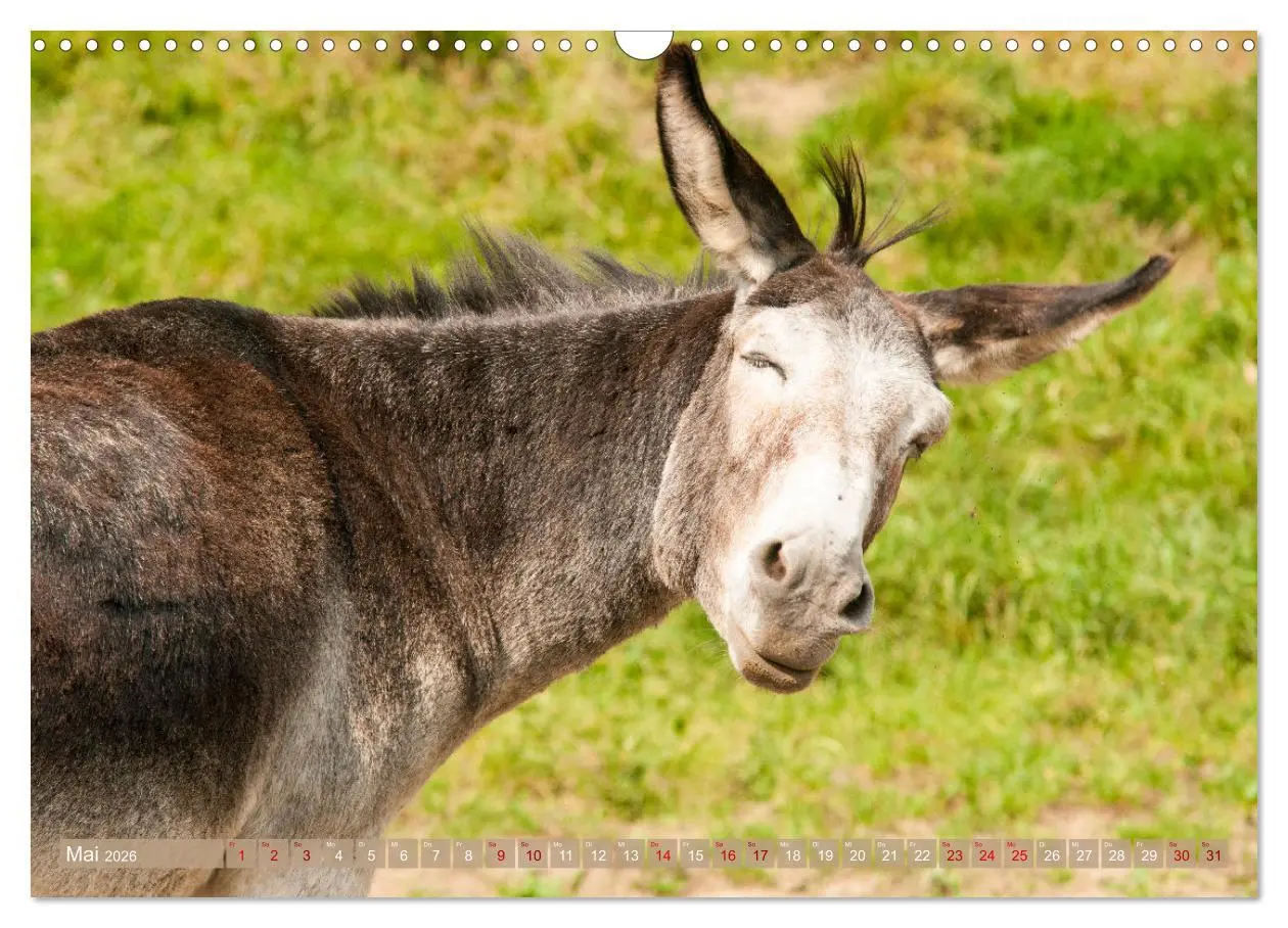 Bild: 9783457619469 | Esel Lebensfreude - Spaß mit Langohren (Wandkalender 2026 DIN A3...