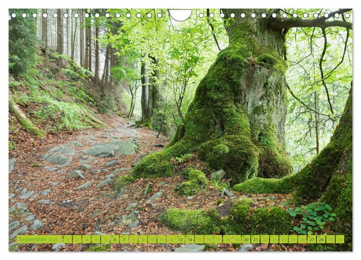 Bild: 9783435139569 | Eifel Sehnsucht (Wandkalender 2025 DIN A4 quer), CALVENDO...