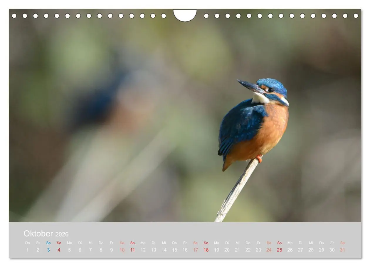 Bild: 9783457919569 | Der Eisvogel, ein Juwel der Natur (Wandkalender 2026 DIN A4 quer),...