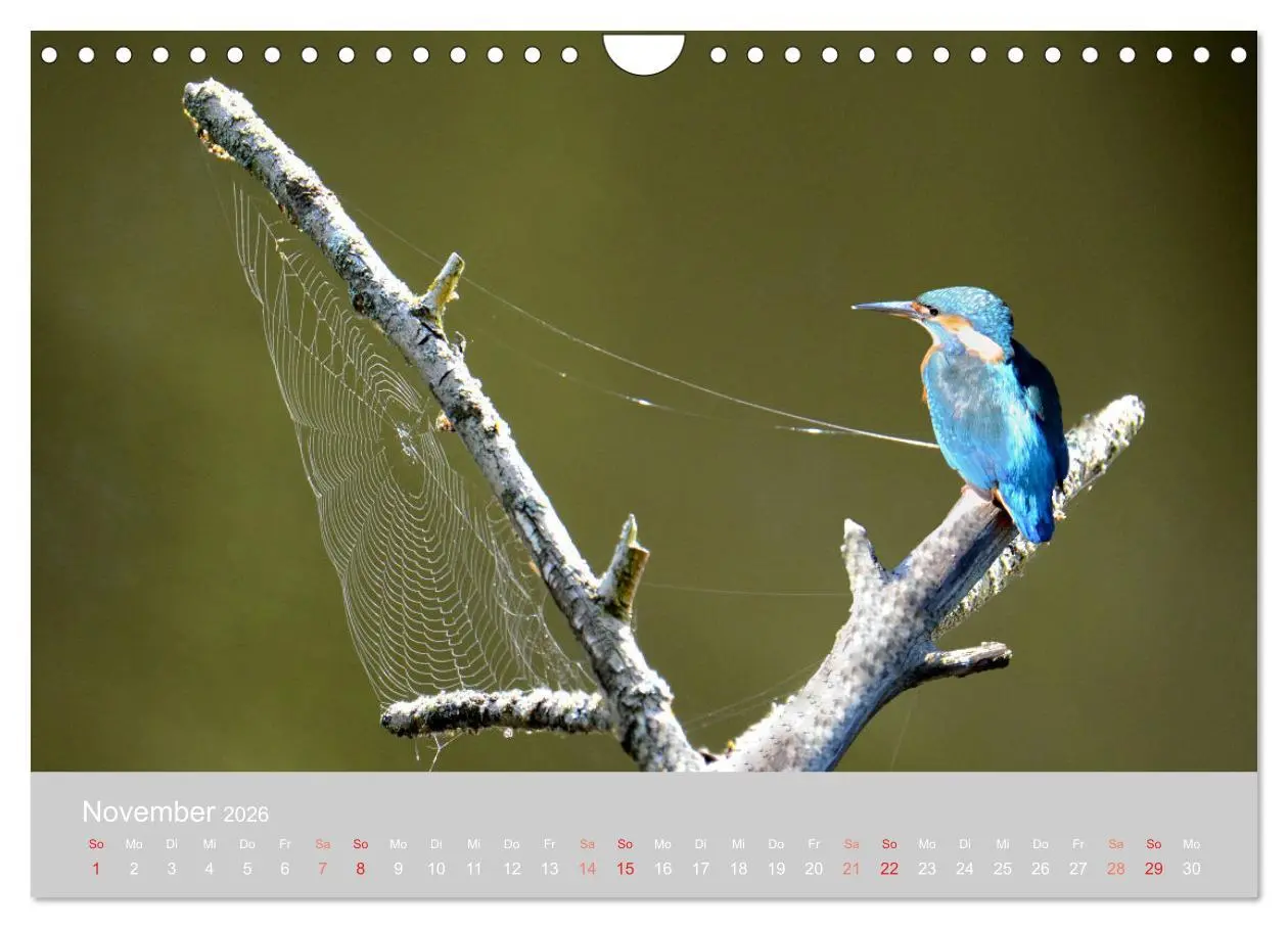 Bild: 9783457919569 | Der Eisvogel, ein Juwel der Natur (Wandkalender 2026 DIN A4 quer),...