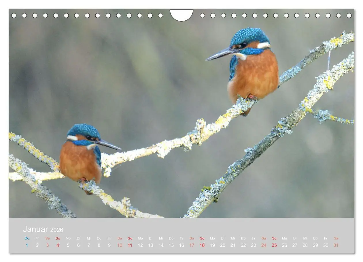 Bild: 9783457919569 | Der Eisvogel, ein Juwel der Natur (Wandkalender 2026 DIN A4 quer),...