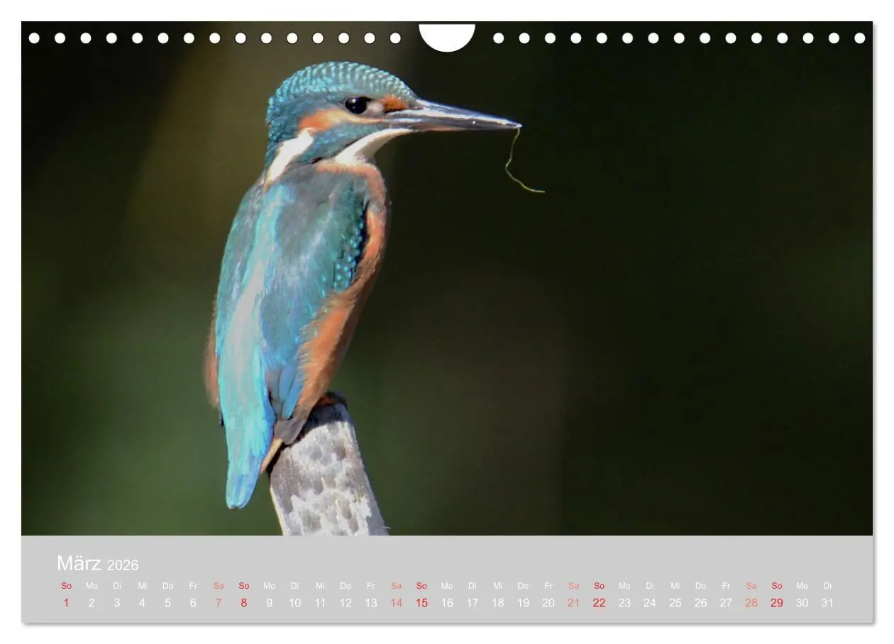 Bild: 9783457919569 | Der Eisvogel, ein Juwel der Natur (Wandkalender 2026 DIN A4 quer),...