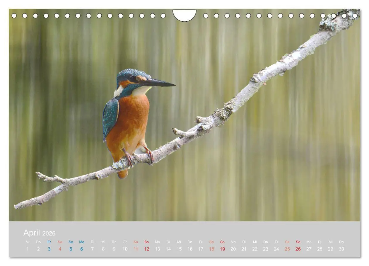 Bild: 9783457919569 | Der Eisvogel, ein Juwel der Natur (Wandkalender 2026 DIN A4 quer),...