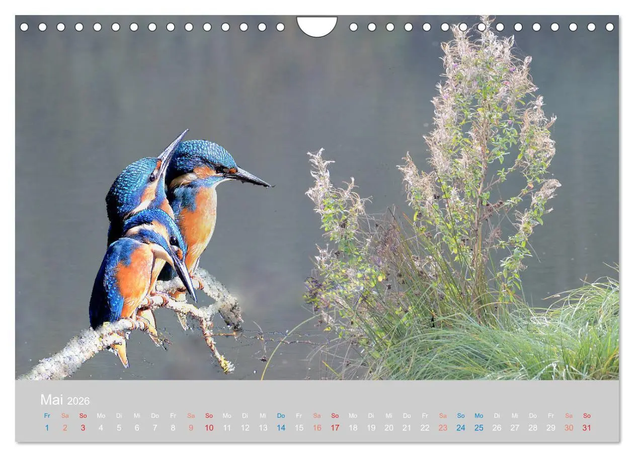 Bild: 9783457919569 | Der Eisvogel, ein Juwel der Natur (Wandkalender 2026 DIN A4 quer),...