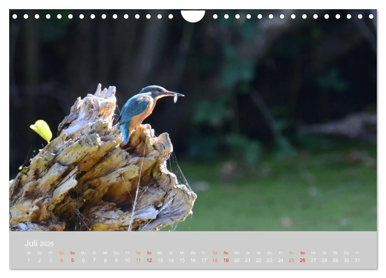 Bild: 9783457919569 | Der Eisvogel, ein Juwel der Natur (Wandkalender 2026 DIN A4 quer),...
