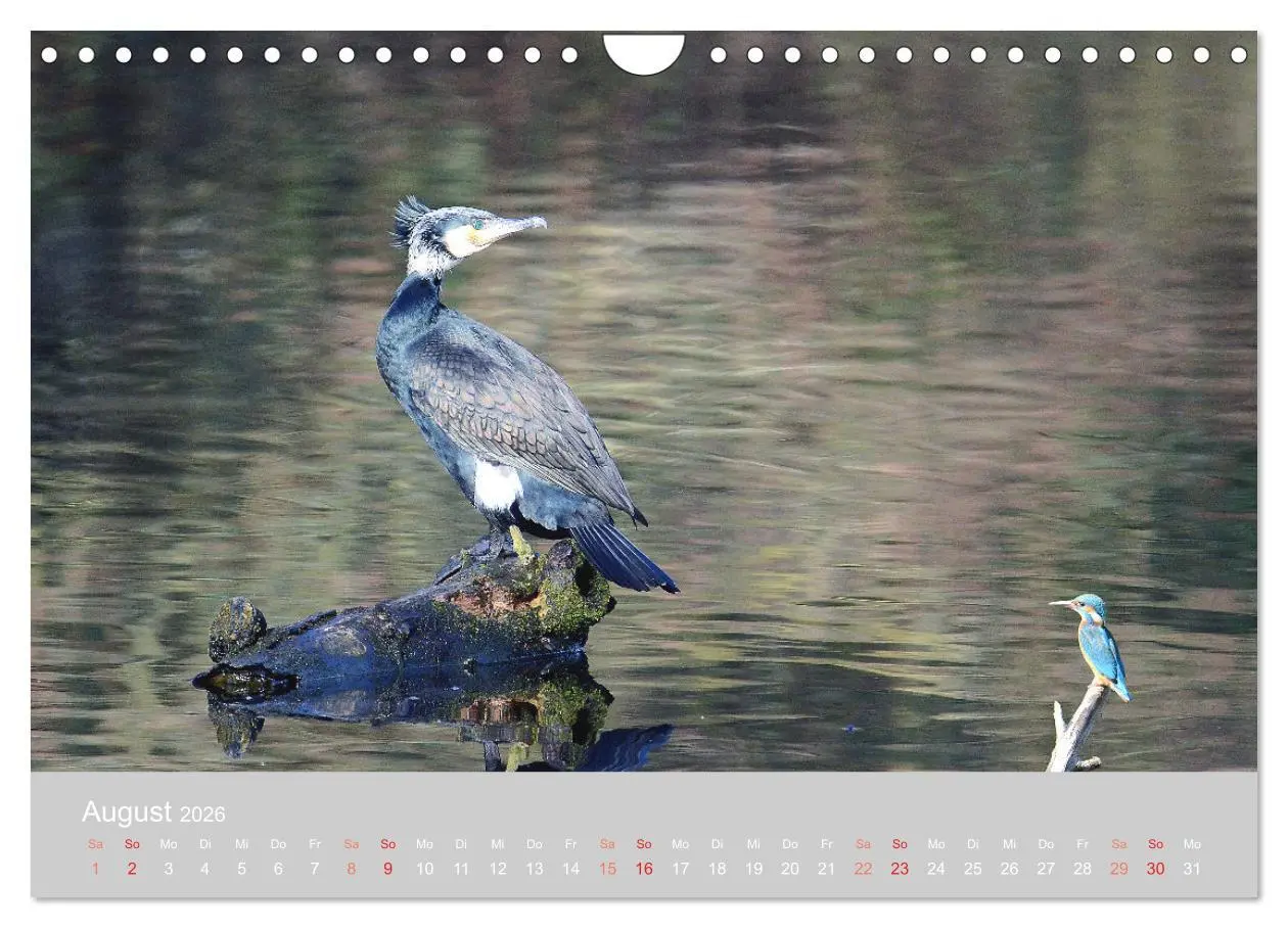 Bild: 9783457919569 | Der Eisvogel, ein Juwel der Natur (Wandkalender 2026 DIN A4 quer),...