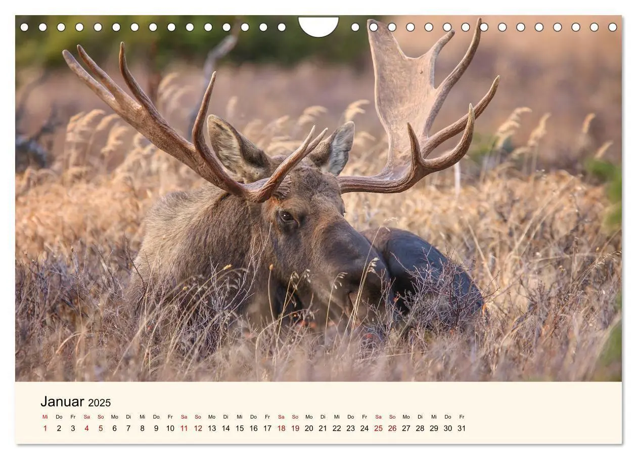 Bild: 9783435129669 | Der Elch - König des Nordens (Wandkalender 2025 DIN A4 quer),...