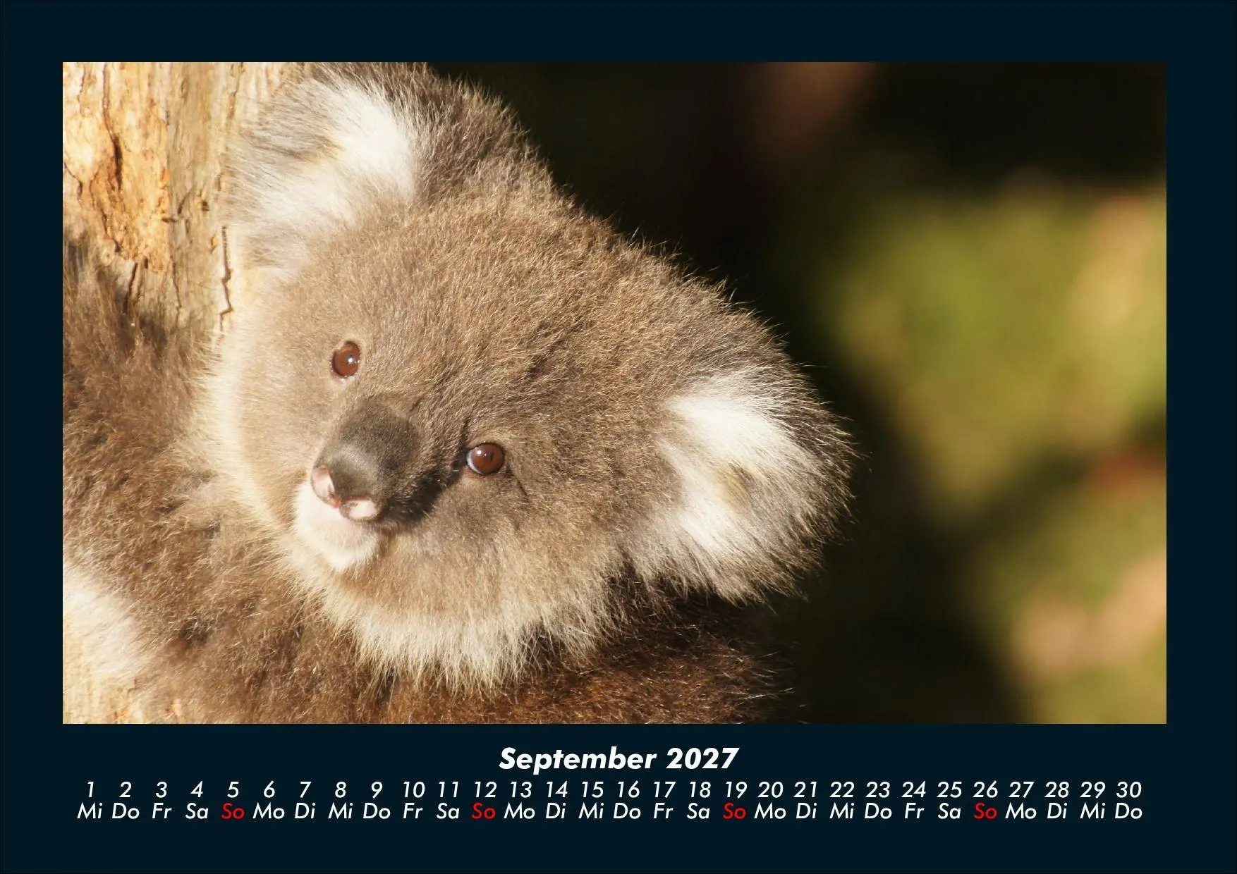 Bild: 9783695439669 | Koala 2027 Fotokalender DIN A4 | Tobias Schmitt (u. a.) | Kalender